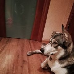 Подробнее об объявлении «Мытищи Найдена собака» Фото: найдена собака  «Мытищи Найдена собака» в г. Мытищи