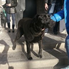 Подробнее об объявлении «Найдена собака кобель Ростов-на-Дону» Фото: найдена собака Лабрадор ретривер «Найдена собака кобель Ростов-на-Дону» в г. Ростов-на-Дону