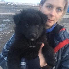 Подробнее об объявлении «Найдена собака ы щенки. Москва» Фото: найдена собака  «Найдена собака ы щенки. Москва» в г. Москва