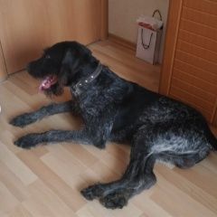 Подробнее об объявлении «Найдена собака кобель Москва» Фото: найдена собака Дратхаар «Найдена собака кобель Москва» в г. Москва