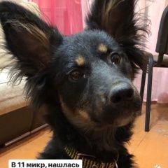Подробнее об объявлении «Волжский (Волгоградская обл.) Найдена собака сука 3-4 месяца» Фото: найдена собака  «Волжский (Волгоградская обл.) Найдена собака...» в г. Волжский (Волгоградская обл.)