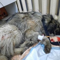 Подробнее об объявлении «Иркутск Найдена собака кобель 17.03 возле собора богоявления» Фото: найдена собака  «Иркутск Найдена собака кобель 17.03 возле...» в г. Иркутск