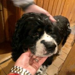 Подробнее об объявлении «Лобня Найдена собака кокер спаниель» Фото: найдена собака Американский кокер-спаниель «Лобня Найдена собака кокер спаниель» в г. Лобня