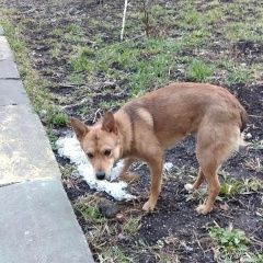 Подробнее об объявлении «Найдена собака кобель коптево Москва» Фото: найдена собака  «Найдена собака кобель коптево Москва» в г. Москва