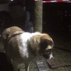 Подробнее об объявлении «Найдена собака кобель ищет своего хозяина Калининград (Кенигсберг)» Фото: найдена собака  «Найдена собака кобель ищет своего хозяина...» в г. Калининград (Кенигсберг)