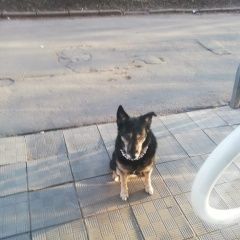 Подробнее об объявлении «Найдена собака сао  в бусах  Москва» Фото: найдена собака Дратхаар «Найдена собака сао  в бусах  Москва» в г. Москва