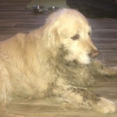 Подробнее об объявлении «Найдена собака кобель ретривер. переделкино Москва» Фото: найдена собака Голден ретривер «Найдена собака кобель ретривер. переделкино Москва» в г. Москва