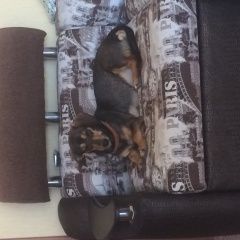 Подробнее об объявлении «Геленджик Найдена собака» Фото: найдена собака Такса «Геленджик Найдена собака» в г. Геленджик