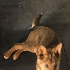 Подробнее об объявлении «Найдена собака кобель Москва» Фото: найдена собака  «Найдена собака кобель Москва» в г. Москва