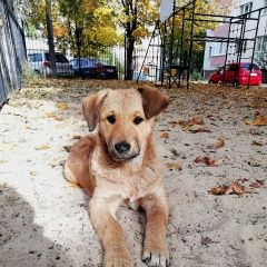 Подробнее об объявлении «Воронеж Найдена собака ищет дом» Фото: найдена собака  «Воронеж Найдена собака ищет дом» в г. Воронеж