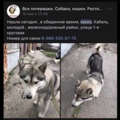 Подробнее об объявлении «Найдена собака кобель Ростов-на-Дону» Фото: найдена собака  «Найдена собака кобель Ростов-на-Дону» в г. Ростов-на-Дону