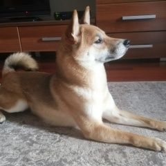 Подробнее об объявлении «Найдена собака Москва» Фото: найдена собака  «Найдена собака Москва» в г. Москва