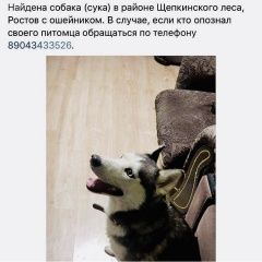 Подробнее об объявлении «Найдена собака Ростов-на-Дону» Фото: найдена собака Сибирская хаски «Найдена собака Ростов-на-Дону» в г. Ростов-на-Дону