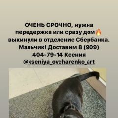 Подробнее об объявлении «Найдена собака кобель Ростов-на-Дону» Фото: найдена собака  «Найдена собака кобель Ростов-на-Дону» в г. Ростов-на-Дону