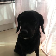 Подробнее об объявлении «Найдена собака  станция рассудово Москва» Фото: найдена собака  «Найдена собака  станция рассудово Москва» в г. Москва