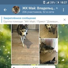Подробнее об объявлении «Найдена собака Видное» Фото: найдена собака Сибирская хаски «Найдена собака Видное» в г. Видное