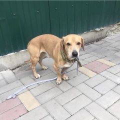 Подробнее об объявлении «Найдена собака кобель Ростов-на-Дону» Фото: найдена собака  «Найдена собака кобель Ростов-на-Дону» в г. Ростов-на-Дону