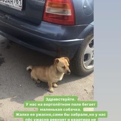 Подробнее об объявлении «Найдена собака Ростов-на-Дону» Фото: найдена собака  «Найдена собака Ростов-на-Дону» в г. Ростов-на-Дону