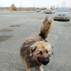 Подробнее об объявлении «Найдена собака кобель щенок Тюмень» Фото: найдена собака  «Найдена собака кобель щенок Тюмень» в г. Тюмень