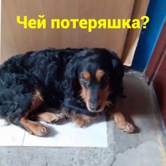 Подробнее об объявлении «Найдена собака кобель Ростов-на-Дону» Фото: найдена собака Английский кокер-спаниель «Найдена собака кобель Ростов-на-Дону» в г. Ростов-на-Дону