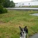 Подробнее об объявлении «Челябинск Найдена собака» Фото: найдена собака  «Челябинск Найдена собака» в г. Челябинск