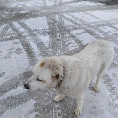 Подробнее об объявлении «Найдена собака алабай сука белого цвета Чебоксары» Фото: найдена собака Среднеазиатская овчарка «Найдена собака алабай сука белого цвета Чебоксары» в г. Чебоксары