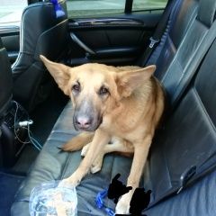 Подробнее об объявлении «Найдена собака овчарка метис Москва» Фото: найдена собака  «Найдена собака овчарка метис Москва» в г. Москва