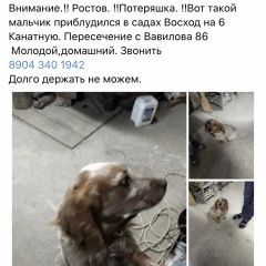 Подробнее об объявлении «Найдена собака кобель Ростов-на-Дону» Фото: найдена собака Английский кокер-спаниель «Найдена собака кобель Ростов-на-Дону» в г. Ростов-на-Дону