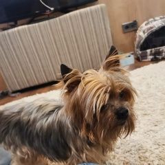 Подробнее об объявлении «Обнинск Найдена собака» Фото: найдена собака Йоркширский терьер «Обнинск Найдена собака» в г. Обнинск