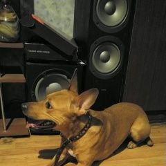 Подробнее об объявлении «Липецк Найдена собака» Фото: найдена собака  «Липецк Найдена собака» в г. Липецк