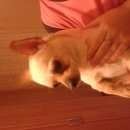 Подробнее об объявлении «Санкт-Петербург Найдена собака кобель чихуа хуа» Фото: найдена собака  «Санкт-Петербург Найдена собака кобель чихуа хуа» в г. Санкт-Петербург