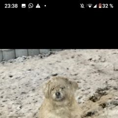 Подробнее об объявлении «Найдена собака сидит на бутырской, 7 Москва» Фото: найдена собака  «Найдена собака сидит на бутырской, 7 Москва» в г. Москва