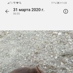 Подробнее об объявлении «Ангарск Найдена собака» Фото: найдена собака Той-терьер «Ангарск Найдена собака» в г. Ангарск