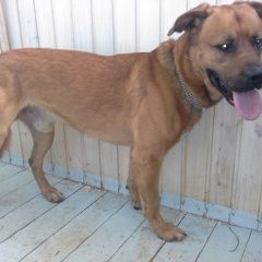 Подробнее об объявлении «Найдена собака кобель, дворняжка Москва» Фото: найдена собака  «Найдена собака кобель, дворняжка Москва» в г. Москва