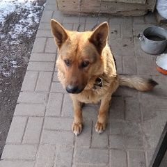 Подробнее об объявлении «Найдена собака овчарка. девочка Смоленск» Фото: найдена собака Среднеазиатская овчарка «Найдена собака овчарка. девочка Смоленск» в г. Смоленск