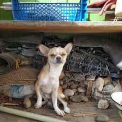 Подробнее об объявлении «Найдена собака кобель Нижний Новгород» Фото: найдена собака Чихуахуа «Найдена собака кобель Нижний Новгород» в г. Нижний Новгород