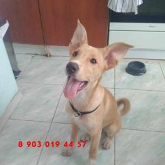 Подробнее об объявлении «Найдена собака щенок Москва» Фото: найдена собака  «Найдена собака щенок Москва» в г. Москва