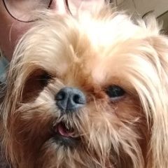 Подробнее об объявлении «Нарофоминск Найдена собака кобель гриффон» Фото: найдена собака  «Нарофоминск Найдена собака кобель гриффон» в г. Нарофоминск