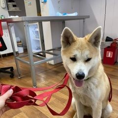 Подробнее об объявлении «Найдена собака акита Москва» Фото: найдена собака Акита-ину «Найдена собака акита Москва» в г. Москва