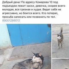 Подробнее об объявлении «Найдена собака Ростов-на-Дону» Фото: найдена собака Сибирская хаски «Найдена собака Ростов-на-Дону» в г. Ростов-на-Дону