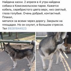 Подробнее об объявлении «Найдена собака кобель Ростов-на-Дону» Фото: найдена собака Сибирская хаски «Найдена собака кобель Ростов-на-Дону» в г. Ростов-на-Дону