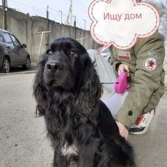 Подробнее об объявлении «Найдена собака кобель Ростов-на-Дону» Фото: найдена собака Английский кокер-спаниель «Найдена собака кобель Ростов-на-Дону» в г. Ростов-на-Дону