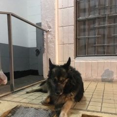 Подробнее об объявлении «Найдена собака кобель Москва» Фото: найдена собака  «Найдена собака кобель Москва» в г. Москва