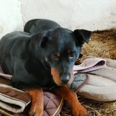 Подробнее об объявлении «Найдена собака в районе ипподрома собака Тюмень» Фото: найдена собака  «Найдена собака в районе ипподрома собака Тюмень» в г. Тюмень