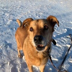 Подробнее об объявлении «Найдена собака кобель дюшес ищет дом Москва» Фото: найдена собака  «Найдена собака кобель дюшес ищет дом Москва» в г. Москва