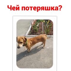 Подробнее об объявлении «Найдена собака кобель Ростов-на-Дону» Фото: найдена собака Такса «Найдена собака кобель Ростов-на-Дону» в г. Ростов-на-Дону