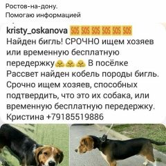 Подробнее об объявлении «Найдена собака кобель Ростов-на-Дону» Фото: найдена собака Бигль «Найдена собака кобель Ростов-на-Дону» в г. Ростов-на-Дону