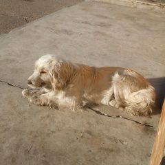 Подробнее об объявлении «Чита Найдена собака кобель» Фото: найдена собака  «Чита Найдена собака кобель» в г. Чита