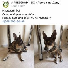 Подробнее об объявлении «Найдена собака Ростов-на-Дону» Фото: найдена собака Той-терьер «Найдена собака Ростов-на-Дону» в г. Ростов-на-Дону
