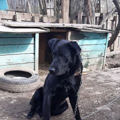 Подробнее об объявлении «Найдена собака кобель Ступино» Фото: найдена собака  «Найдена собака кобель Ступино» в г. Ступино